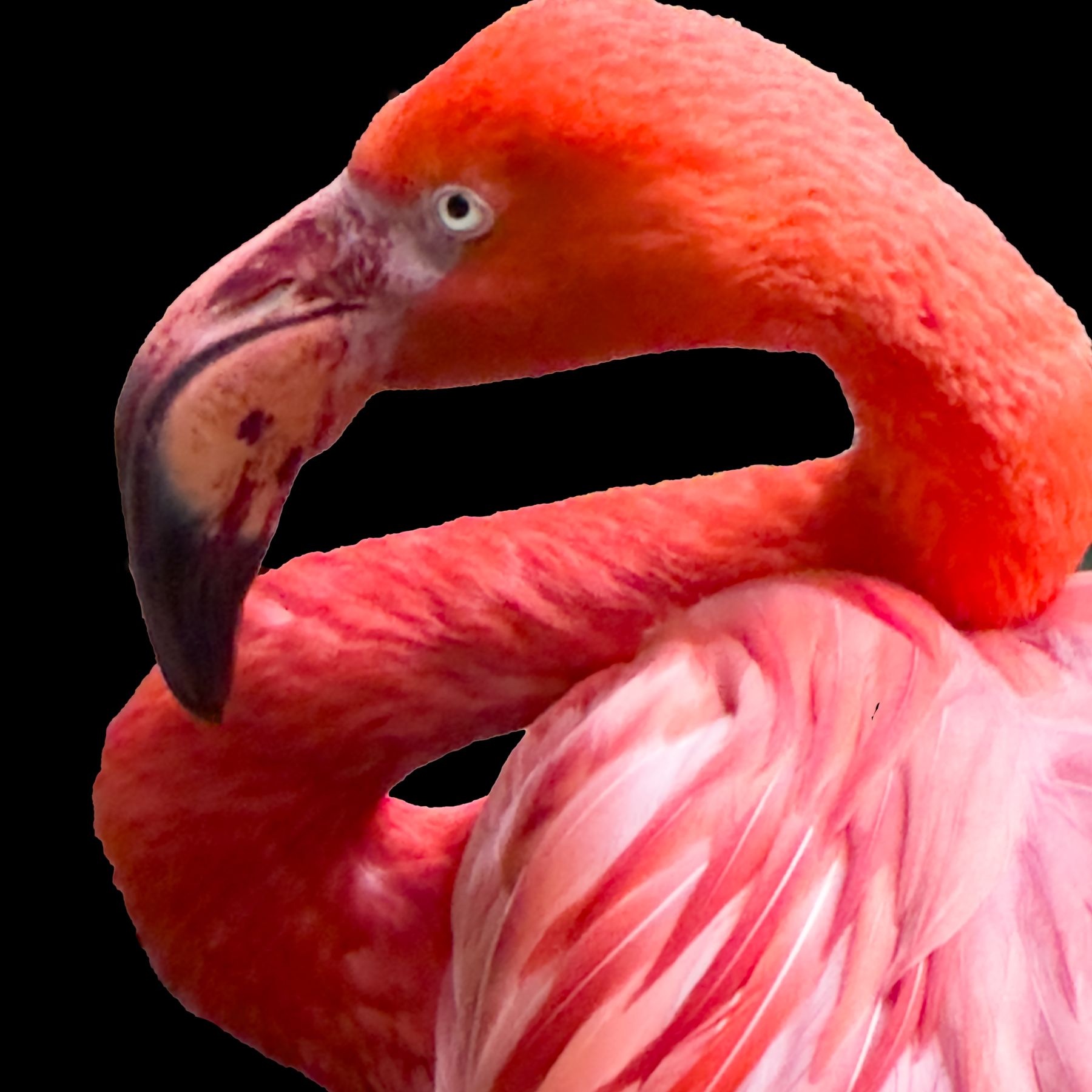 Flamingo in a Square